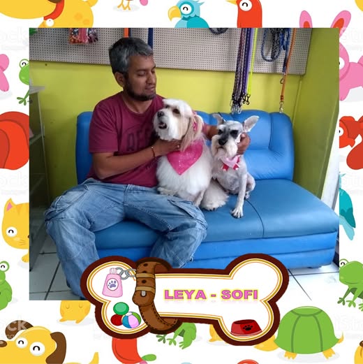 Perro feliz
